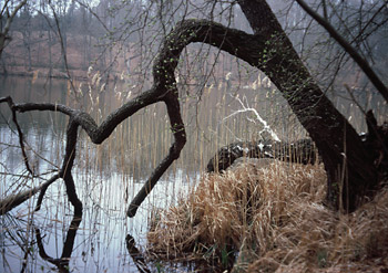 Baum am Hellsee bei Lanke. Foto: Manfred Reschke, Wanderführer/Buchautor
